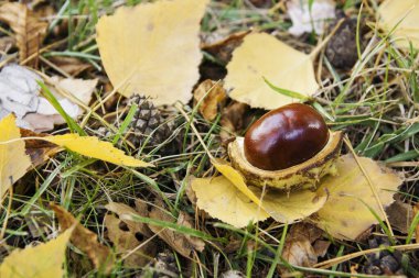 Düşmüş kestane, sonbahar yaprakları, yerde koniler.