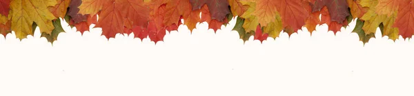 Autumn maple yellow-orange leaves isolated white - banner — Stock Photo, Image