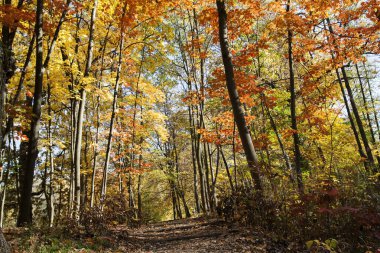 Güzel portakal sarısı sonbahar ormanı Akçaağaçlı, ketenli 