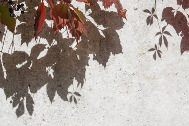 Beton bir duvarda yabani üzümlerin gölgesi