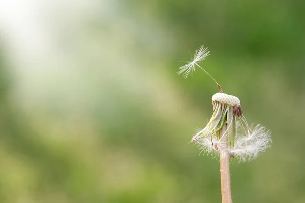 Cierre Diente León Con Una Semilla Sobre Fondo Verde Concepto —  Fotos de Stock