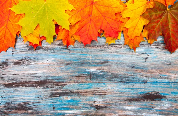 Fondo otoñal de hojas de arce anaranjado y rojo sobre una madera vintage azul con espacio para copiar —  Fotos de Stock