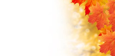 Sarı-turuncu akçaağaç yaprakları sonbahar doğasının arka planında bokeh ve kopyalama alanı ile birlikte. Sancak biçimi