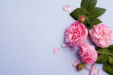 Pembe güller mavi arka planda yatıyordu. Kopya alanı olan gül çiçekleri ile düzenName