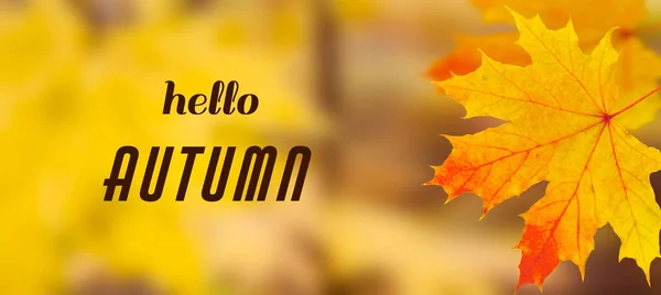 Inscriptie Hello Herfst Een Achtergrond Van Geel Oranje Esdoorn Bladeren — Stockfoto