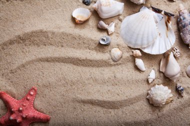 Düz deniz yıldızı ve deniz kabukları kumun üzerinde yatıyordu. Denizde yaz tatili kavramı