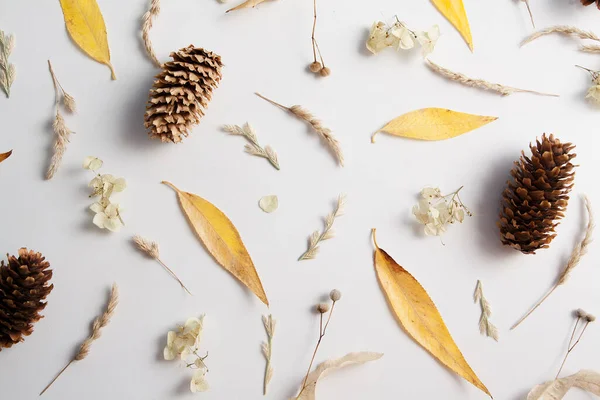 Diseño de hojas amarillas, conos y plantas secas. Patrón sobre un tema de otoño sobre un fondo blanco — Foto de Stock