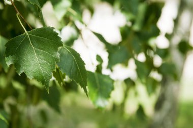 Yeşili kapat. Ağaç huş ağacını bokeh ve güneş ışığıyla bırak.
