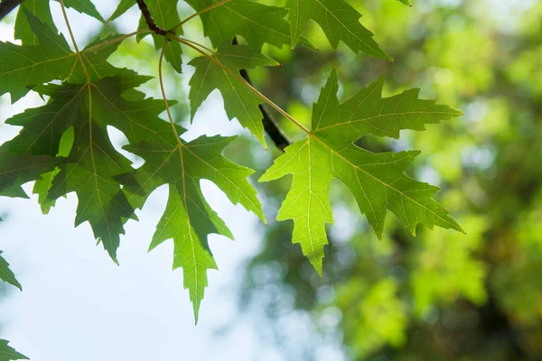 Hojas de arce verde en un árbol contra el cielo —  Fotos de Stock