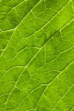 Damarları olan bir bitkinin yakın çekim yeşil yaprağı. Doğal doku, arkaplan