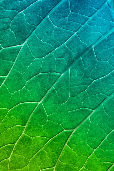 Foglia Verde Azzurra Primo Piano Impianto Con Vene Sfondo Naturale — Foto Stock