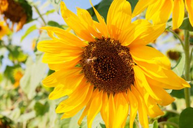 Ayçiçeği, güneşli bir yaz gününde tarlada