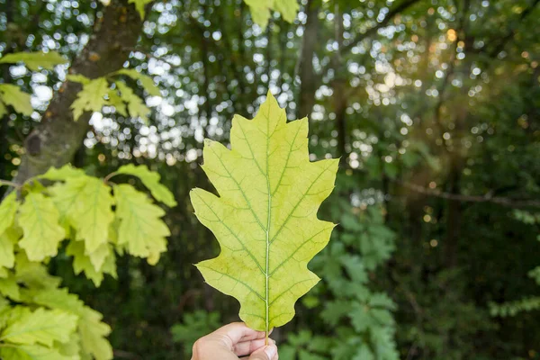 Hoja Grande Roble Mano Sobre Fondo Del Bosque Grandeza Naturaleza — Foto de Stock