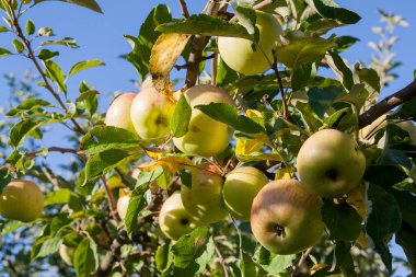 Güneşli bir yaz bahçesinde dalların üzerinde elmalar