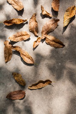 Betonda gölgeler olan sonbahar yapraklarının üst manzarası. Sonbahar renk kavramı