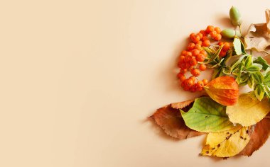 Bej arka planda sonbahar yerleşimi. Sarı-yeşil yapraklar, Rowan, meşe palamudu. Boşluğu kopyala