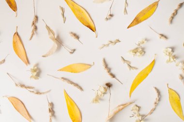 Beyaz arka planda sonbahar temalı bir desen. Sarı yapraklar, kuru bitkiler.. 