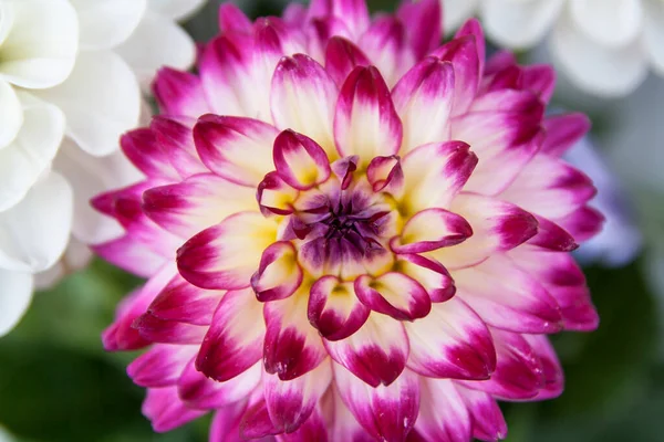 ダーリア レッドとホワイト クローズアップ 秋の花マクロ — ストック写真