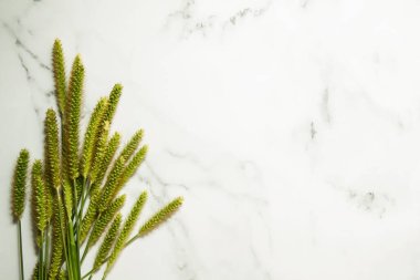 Fotokopi alanı olan bir mermer masadaki yeşil dikenlerin üst görünümü.