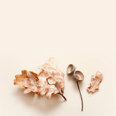 Bej arka planda düşmüş meşe yaprakları ve meşe palamudu kapakları. Kopya alanı ile sonbahar monokrom kavramı