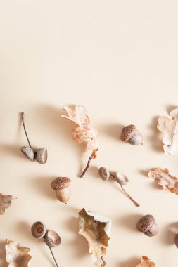 Bej arka planda düşmüş meşe yaprakları, meşe palamudu ve palamut kapakları. Kopya alanı ile sonbahar monokrom deseni