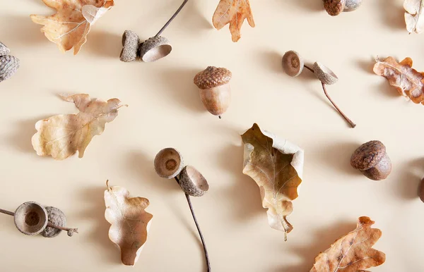 Fallen oak leaves and acorn caps on a beige background. Autumn monochrome pattern