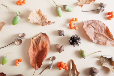 Dağ küllerinin, meşe palamudlarının, düşen yaprakların, konilerin sonbahar yerleşimi.