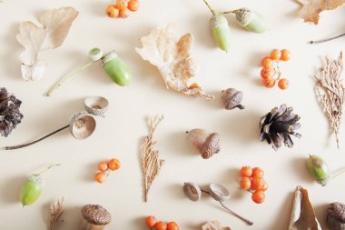 Dağ küllerinin, meşe palamudlarının, düşen yaprakların, konilerin sonbahar yerleşimi.