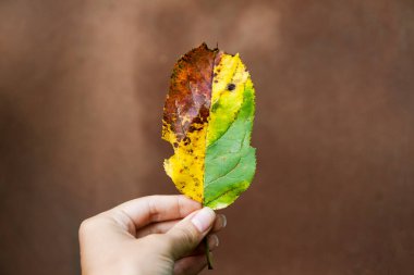Bir kadının elinde düşen bir yaprağın sonbahar renkleri