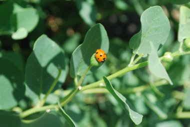 Ladybird Kapari Tarih: çiçek tomurcuk kapari bitkisinin üzerinde güzel bir uğur böceği.