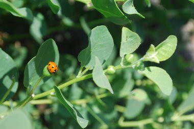 Kepçe ile uğur böceği bitki: ile hassas böceğinin üzerine Kapari bitki üzerinde ayrıntılı.