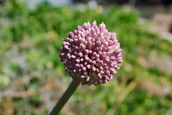 Mor Soğan çiçek: bir güzel mor soğan çiçek.