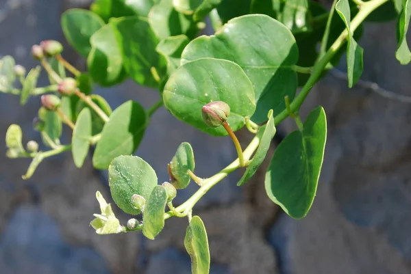 Detail Van Caper Plant Een Close Kiem Van Caper Plant — Stockfoto