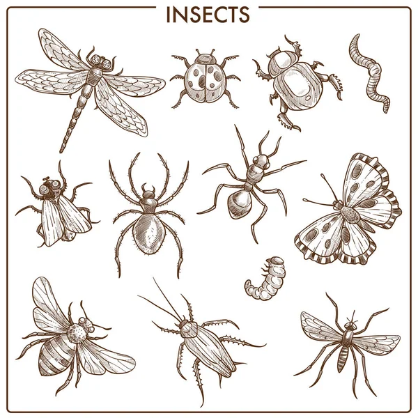 Insekten Die Fliegen Und Einfarbige Sepia Skizzen Kriechen Große Libelle — Stockvektor