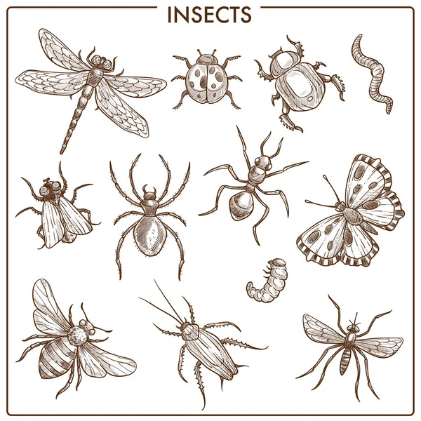 Owady Które Latać Oraz Pełzania Monochromatyczne Szkice Sepii Ważka Duża — Wektor stockowy