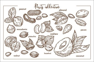 Tüm dünya tek renkli koleksiyonu fındık.