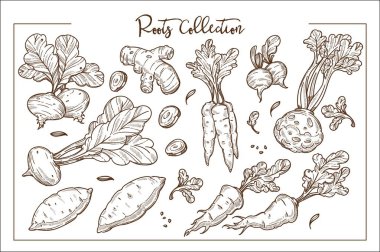 Tatlı beetroots, sağlıklı zencefil, gevrek havuç, taze kereviz ve olgun raddish.