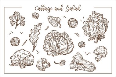 Lahana ve salata demetleri veya başkanları ve ayrı yaprakları tek renkli çizimler.