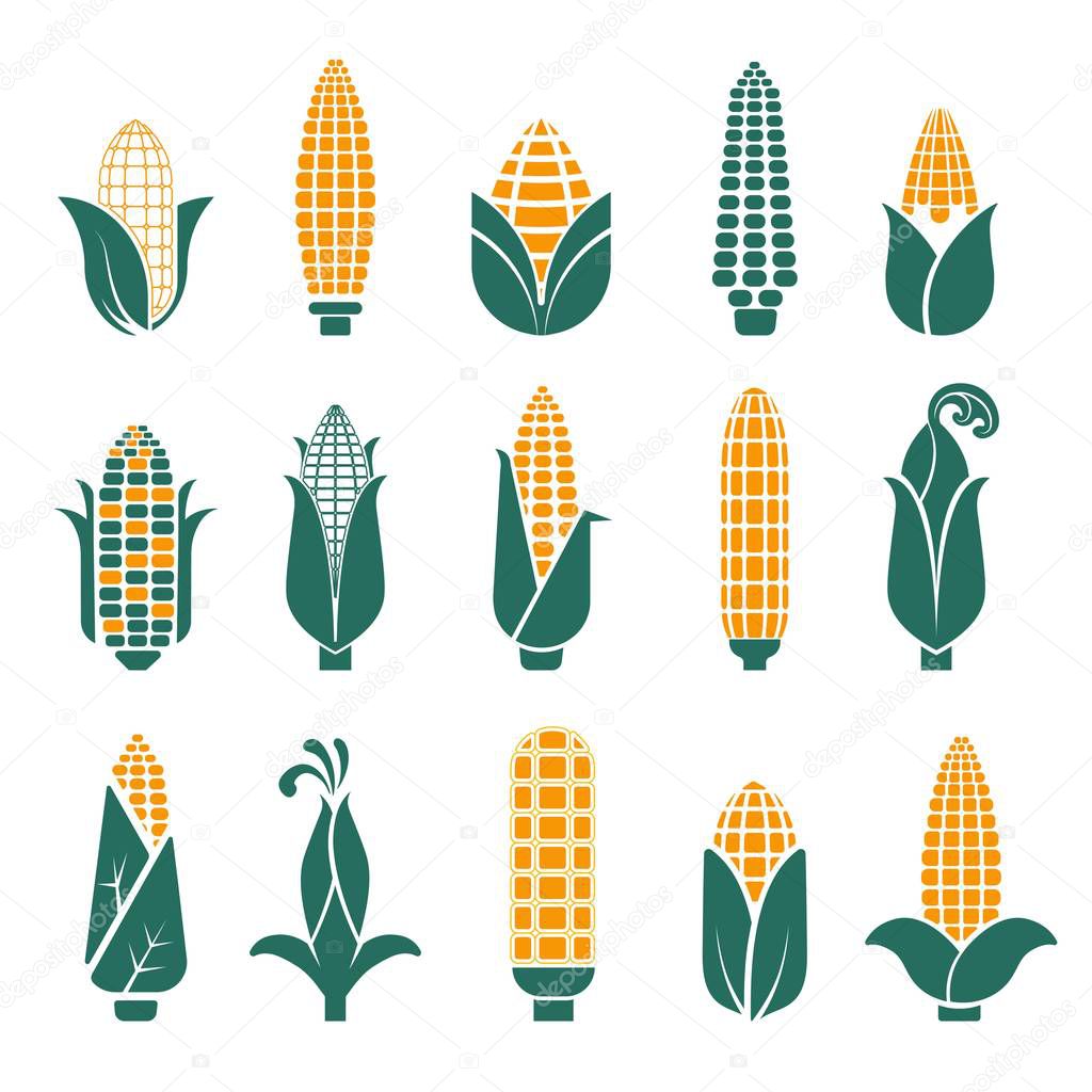 Colourful corn cobs isolated on white background