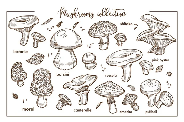 Coleção Monocromática Cogumelos Florestais Maduros Comestíveis Não Comestíveis Plantas Selvagens —  Vetores de Stock