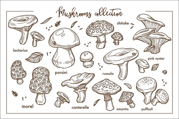 Essbare Und Ungenießbare Reife Waldpilze Monochrome Sammlung Wildpflanzen Kulinarischen Und — Stockvektor