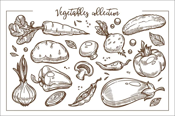 Taze organik olgun sebze vitaminler tek renkli dizi tam. Gevrek havuç, büyük patates, yenilebilir mantar, tatlı biber, sulu patlıcan, domates ve doğal salatalık çizimler vektör.