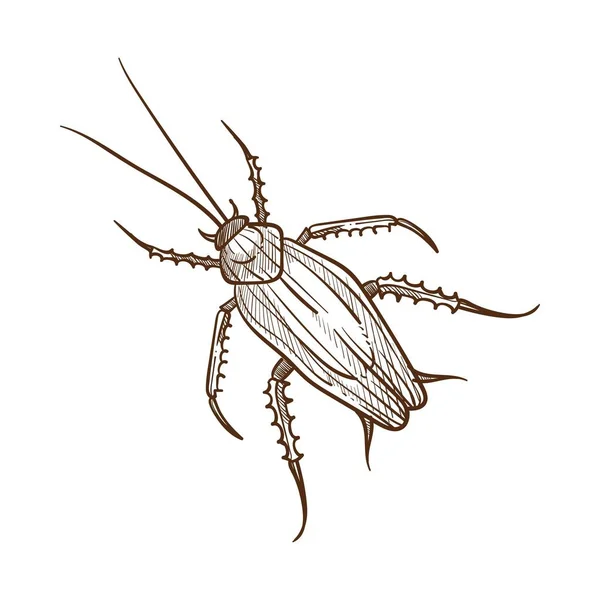 Kackerlacka Skalbagge Som Insekt Med Långa Antenner Och Ben Utfodring — Stock vektor