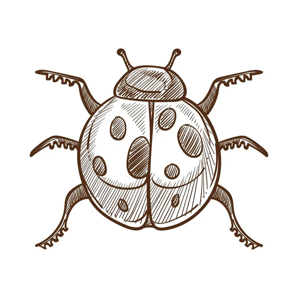 Ладибузький Монохромний Ескіз Окреслює Комах Крилами Мають Пунктирний Візерунок Істота — стоковий вектор