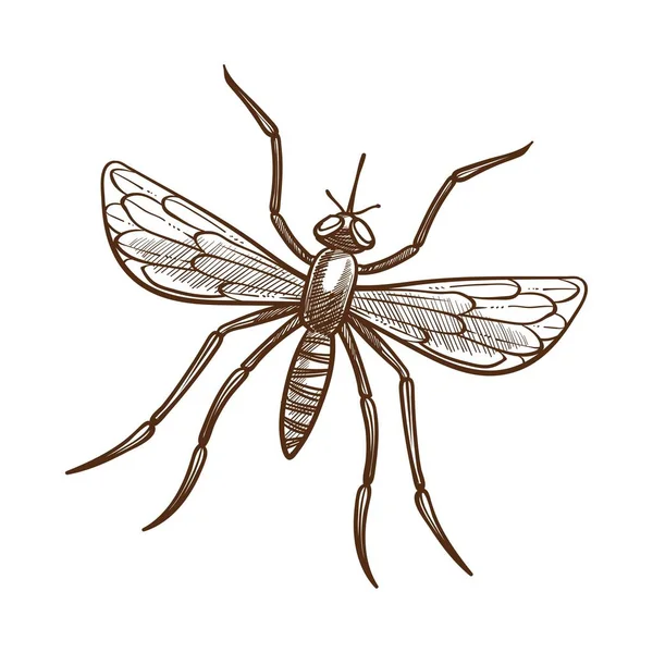 Mosquito Monocromo Ilustración Vectorial Boceto Aislado Blanco Silueta Culex Pipiens — Vector de stock