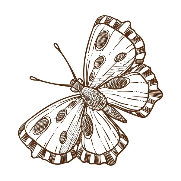 Vlinder Monochroom Schets Van Insect Hand Getekend Afbeelding Van Schepsel — Stockvector