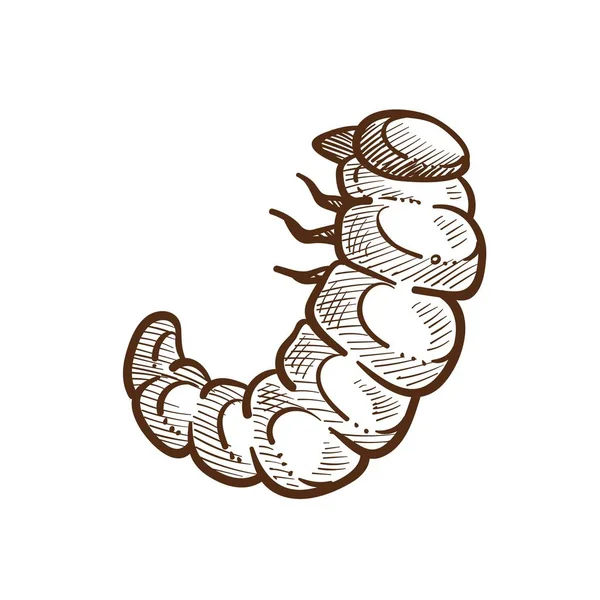 Larva Harmful Insect Monochrome Outline Sketch Caterpillar Small Legs Parasite — Stock Vector