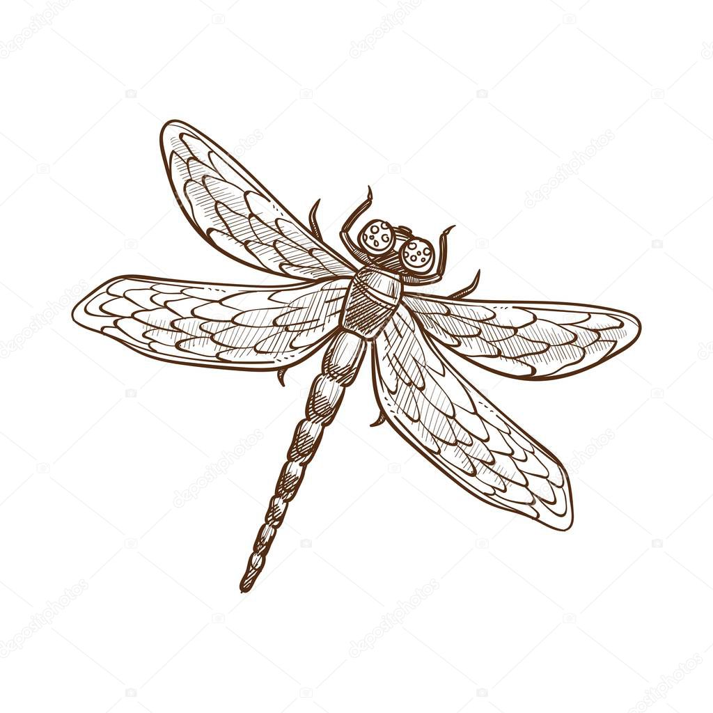 Dragonfly fast-flying long-bodied predatory insect with two pairs of large transparent wings spread out sideways at rest. Monochrome vector illustration of dragon-fly isolated on white, sketch design