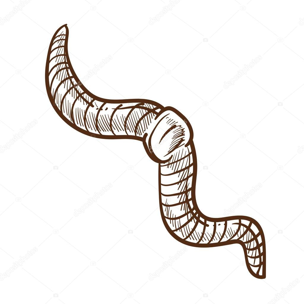 Earthworm monochrome outline sketch insect. Annelida rainworm with stripes handdrawn natural creature. Realistic representation of biological organism isolated vector illustration on white background