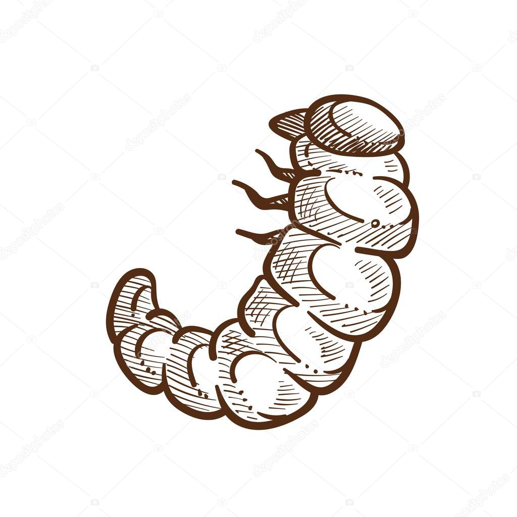 Larva harmful insect monochrome outline sketch. Caterpillar with small legs, parasite for fields and crops of farmers in the summer time. Products destroyer isolated on white vector illustration